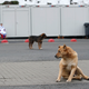Illustration for article titled The Dogs Of Sochi